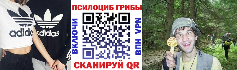 Псилоцибиновые грибы прущие грибы  площадка официальный сайт  Звенигород 